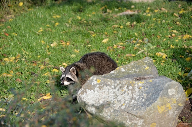 Photo un raton laveur sur un rocher