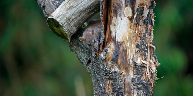 Des rats bruns à la ferme