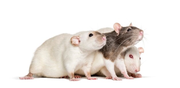 Les rats domestiques contre le blanc