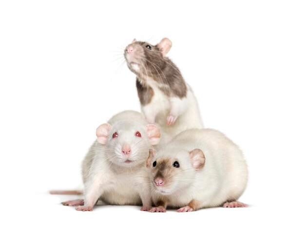 Les rats domestiques contre fond blanc