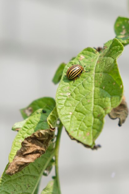 Le ravageur est un coléoptère du Colorado rampant sur une feuille d'une plante dans le jardin