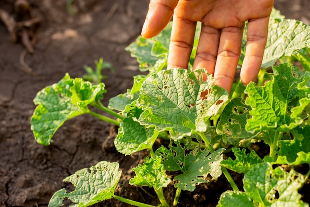 Ravageurs tels que les vers et les mites qui détruisent les semis des plantes en croissance.