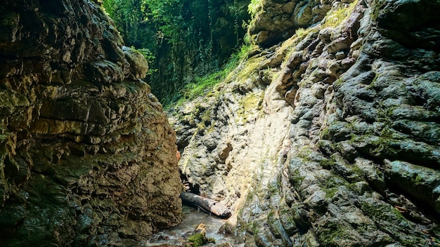 Ravin de la rivière de montagne en forêt. Sotchi, Russie.