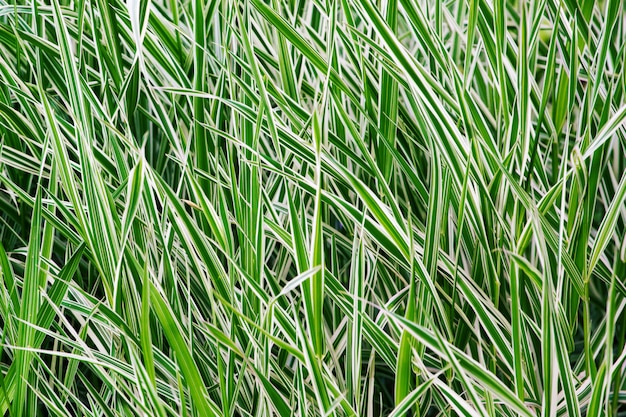 Le ray-grass. Herbe rayée.