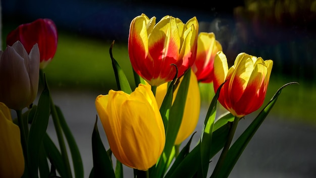 Un rayon de soleil sur un bouquet des tulipes jaunes et rouges vibrantes ornent un rebord de fenêtre encadré par Verdant Gar