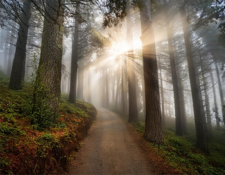 Photo un rayon de soleil dans une forêt enchantée