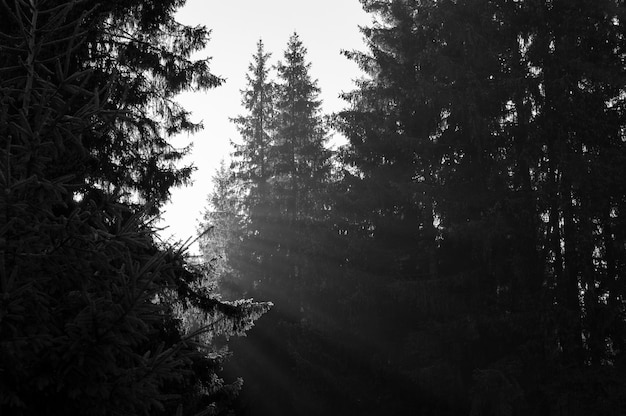 Les rayons du soleil de l'aube à travers les arbres