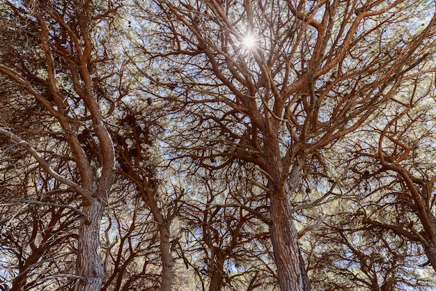 Les rayons du soleil aveuglants de midi traversent le fond de la forêt des couronnes d'arbres bruns