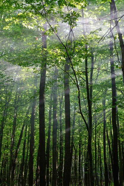 Les rayons du soleil brillent à travers les arbres en automne