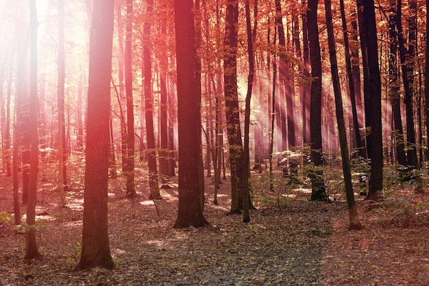 Les rayons du soleil brillent à travers les arbres en automne