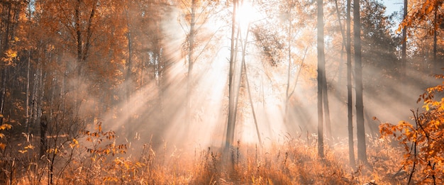 Les rayons du soleil dans la forêt brumeuse d'automne.