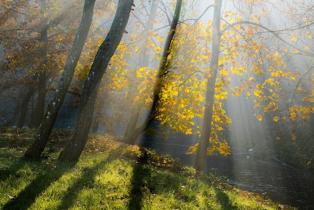 Les rayons du soleil dorés pénètrent à travers les arbres tôt le matin d'automne brumeux