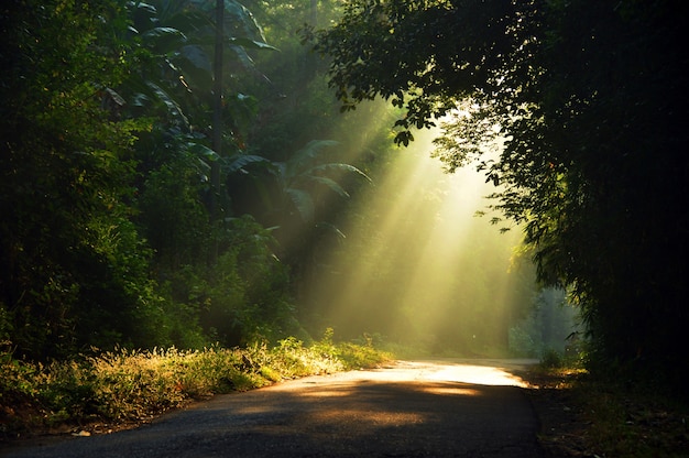 Rayons du soleil du matin perçant à travers les arbres