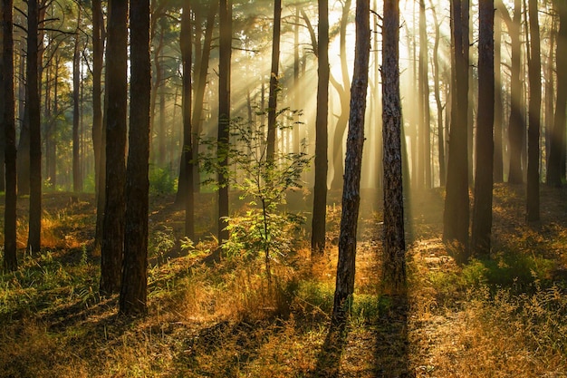 Les rayons du soleil du matin réveillent la nature