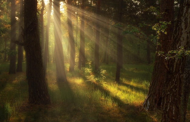 Les rayons du soleil du matin réveillent la nature