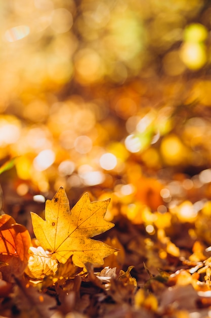 Les rayons du soleil illuminent les feuilles de hêtre sèches et dorées recouvrant le sol de la forêt