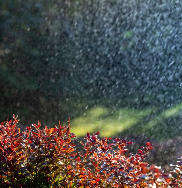 Les rayons du soleil illuminent les gouttes de pluie chaude tombant sur les feuilles rose vif de l'épine-vinette dans le parc d'été