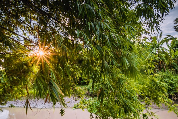 Les rayons du soleil à travers les branches d'arbres sur le lac au début de l'été matin .