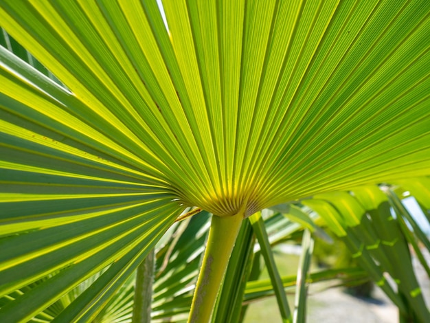 Rayons de feuilles de palmier sur fond de ciel ensoleillé Plantes tropicales Beau fond