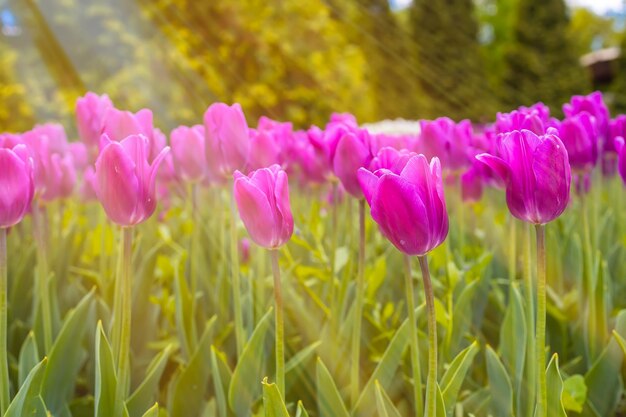 Les rayons printaniers du soleil illuminent les tulipes violettes