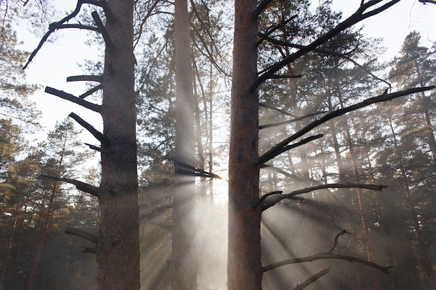 Des rayons solaires traversant un brouillard