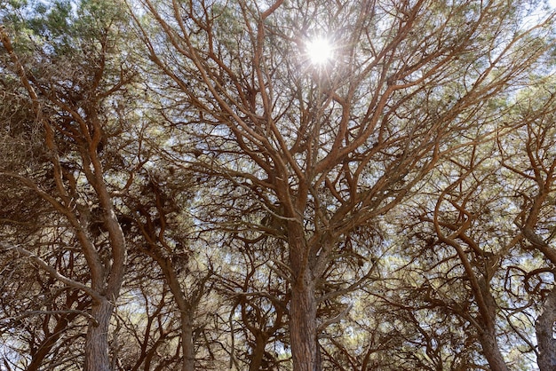 Les rayons de soleil aveuglants de midi traversent le fond naturel des couronnes de pins bruns