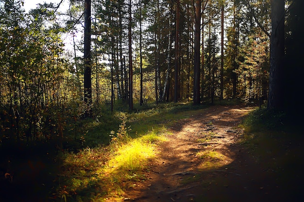 rayons de soleil dans la forêt de conifères, forêt d'été paysage abstrait, belle nature sauvage