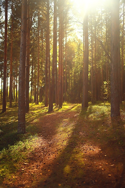 rayons de soleil dans la forêt de conifères, paysage abstrait forêt d'été, belle nature sauvage