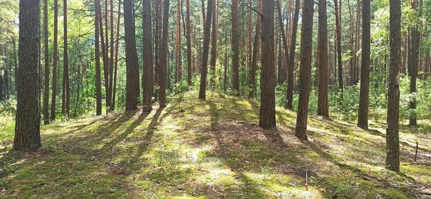 Des rayons de soleil dans la forêt d'été Paysage bois Forêt de pins avec des arbres sur la clairière