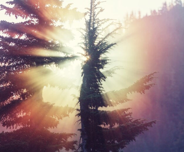 Rayons de soleil dans la forêt verte d'été