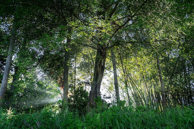 rayons de soleil dans la forêt