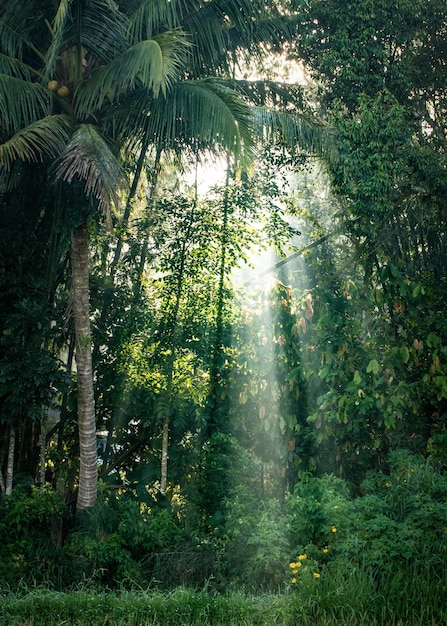 rayons de soleil dans la forêt