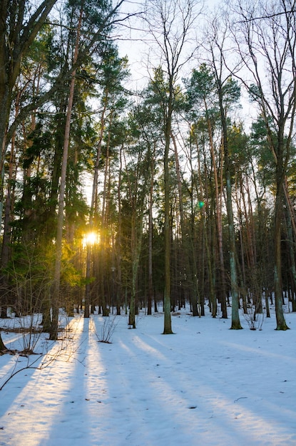 Rayons de soleil du coucher du soleil du soir dans la forêt de pins d'hiver