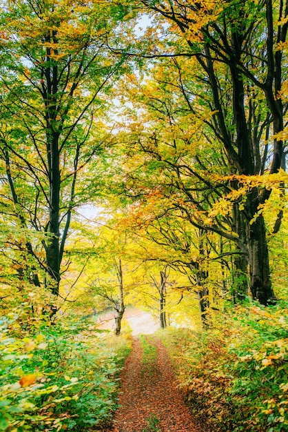 Rayons de soleil du matin d'or sur l'herbe verte à l'automne.