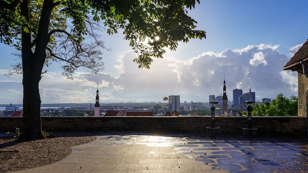 Photo rayons de soleil entre les arbres sur le point de vue au sommet d'une colline à tallinn en estonie.