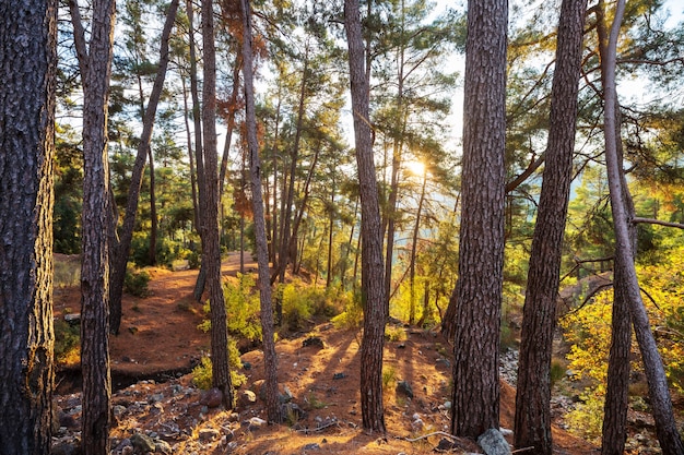 Rayons de soleil par temps clair dans la forêt verte