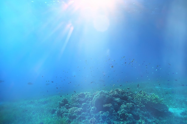 rayons de soleil récif de plongée / mer bleue, arrière-plan abstrait, journée ensoleillée, rayons dans l'eau