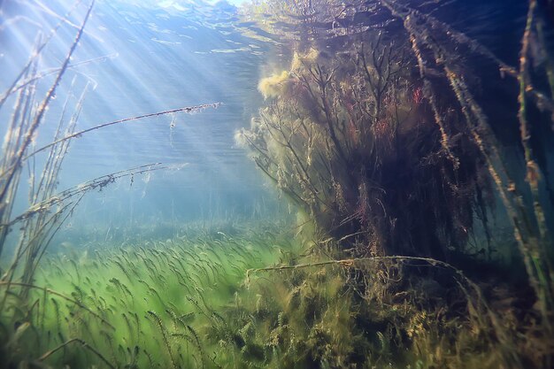 rayons de soleil rivière paysage sous-marin / paysage sous-marin abstrait plantes écosystème frais