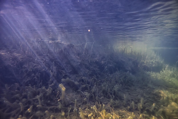 rayons de soleil rivière paysage sous-marin / paysage sous-marin abstrait plantes écosystème frais