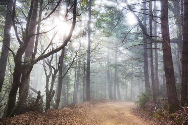 Rayons de soleil en temps clair dans la forêt verte