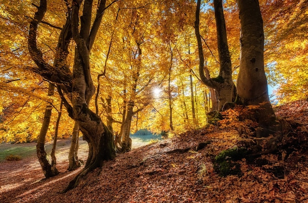 Rayons de soleil à travers les arbres d'automne Paysage d'automne naturel dans la forêt Forêt d'automne et soleil en arrière-plan Image d'automne