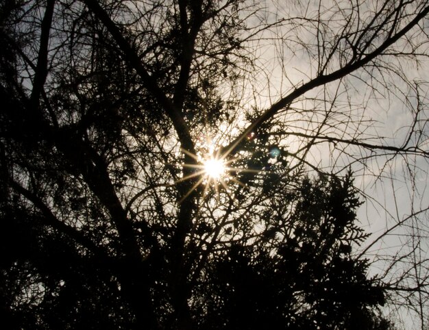 Rayons de soleil à travers les branches des arbres