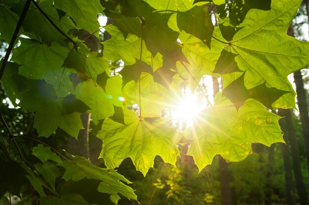 Rayons de soleil traversant les nuages et illuminant les feuilles d&#39;érable