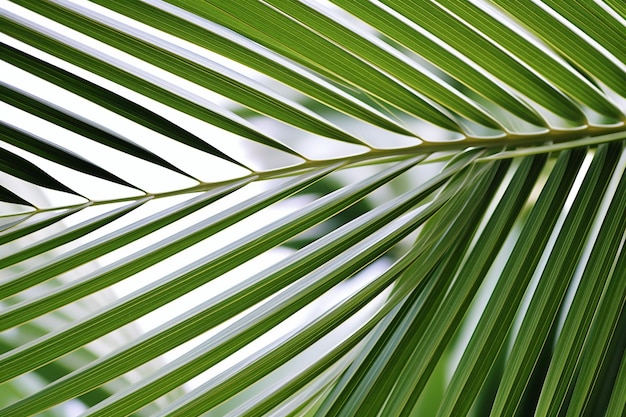 Photo des rayures blanches sur une feuille de palmier