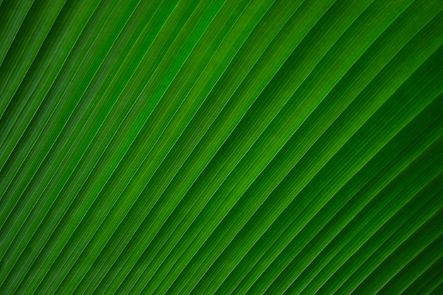 Rayures de fond de texture de feuille verte