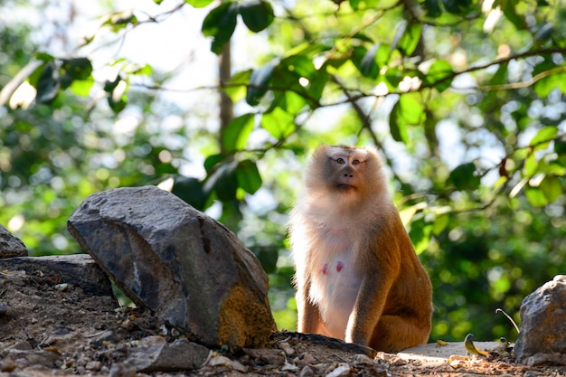 Real Monkey inpark, Portrait de près