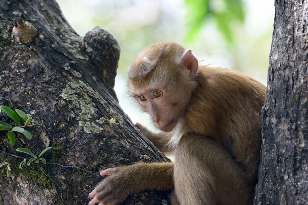 Real Monkey inpark, Portrait de près