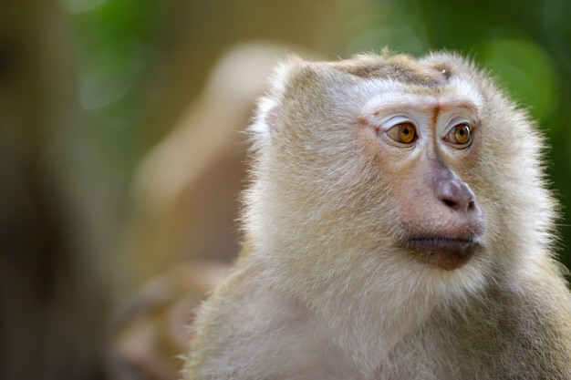 Real Monkey inpark, Portrait de près