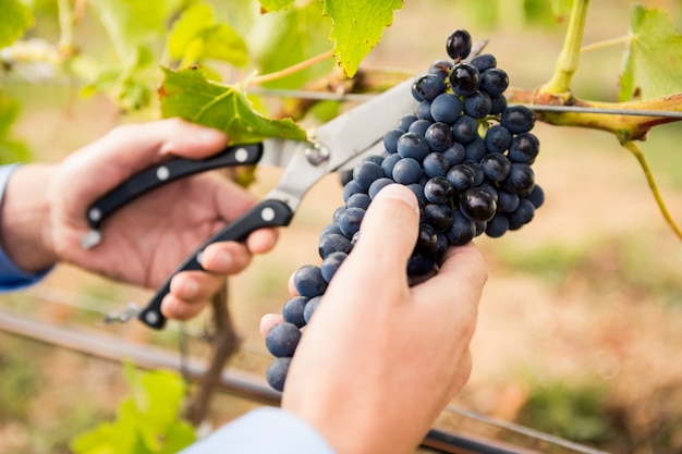 Recadrée de mains d'homme coupant des raisins