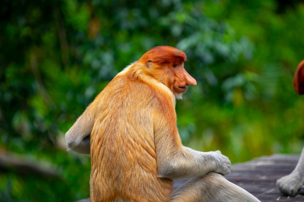 Recherche de nourriture, animaux de conservation, animaux, singe proboscis